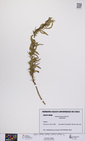 Baccharis paniculata [Espécimen: UCH:AGUCH:0028492]
