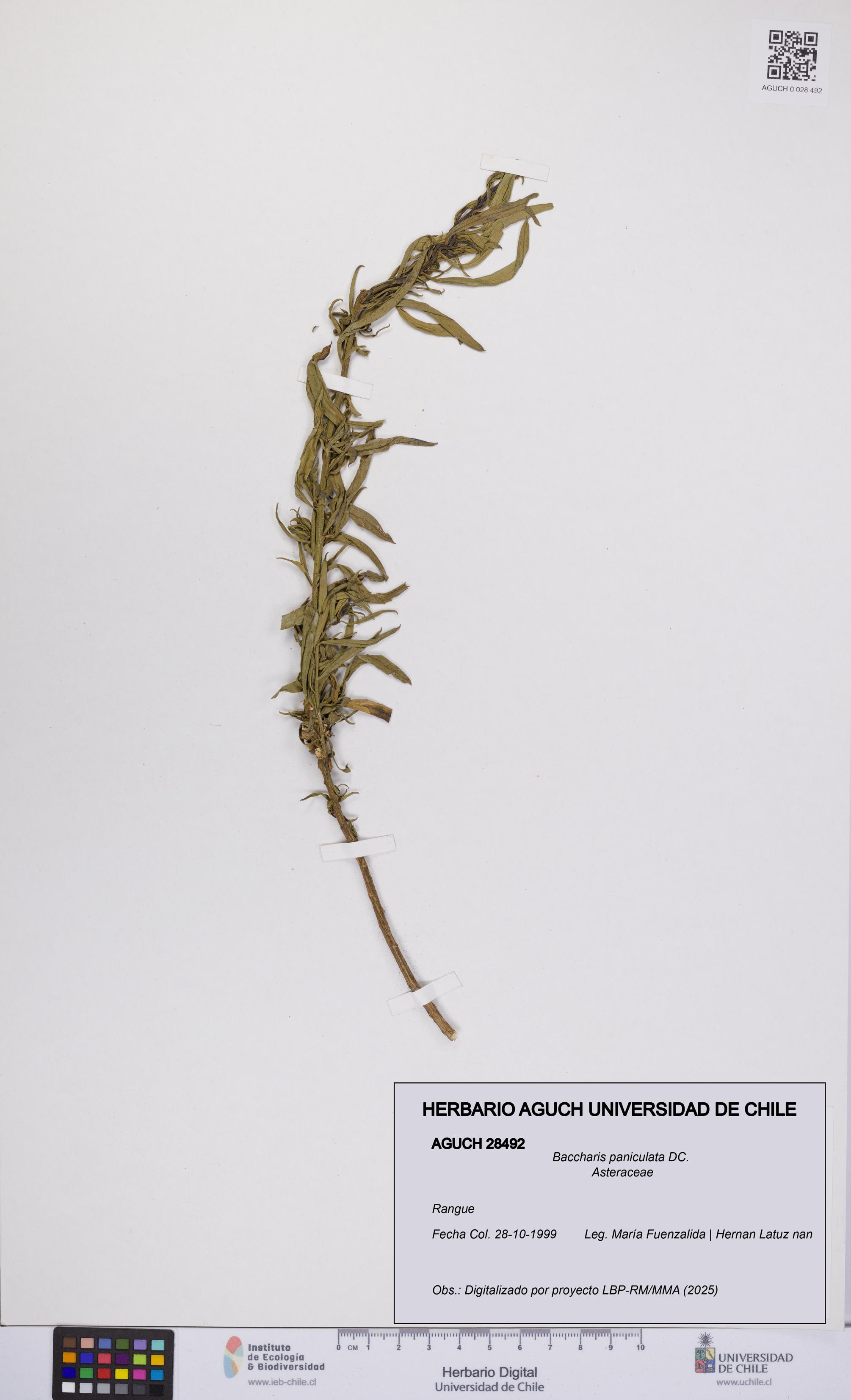 Baccharis paniculata [Espécimen: UCH:AGUCH:0028492]