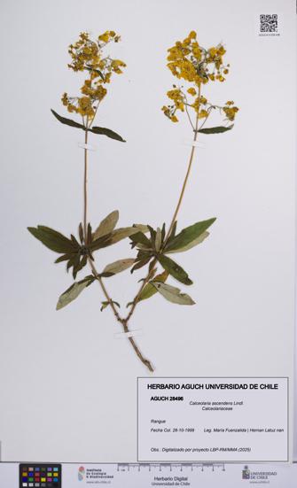 Calceolaria ascendens [Espécimen: UCH:AGUCH:0028496]