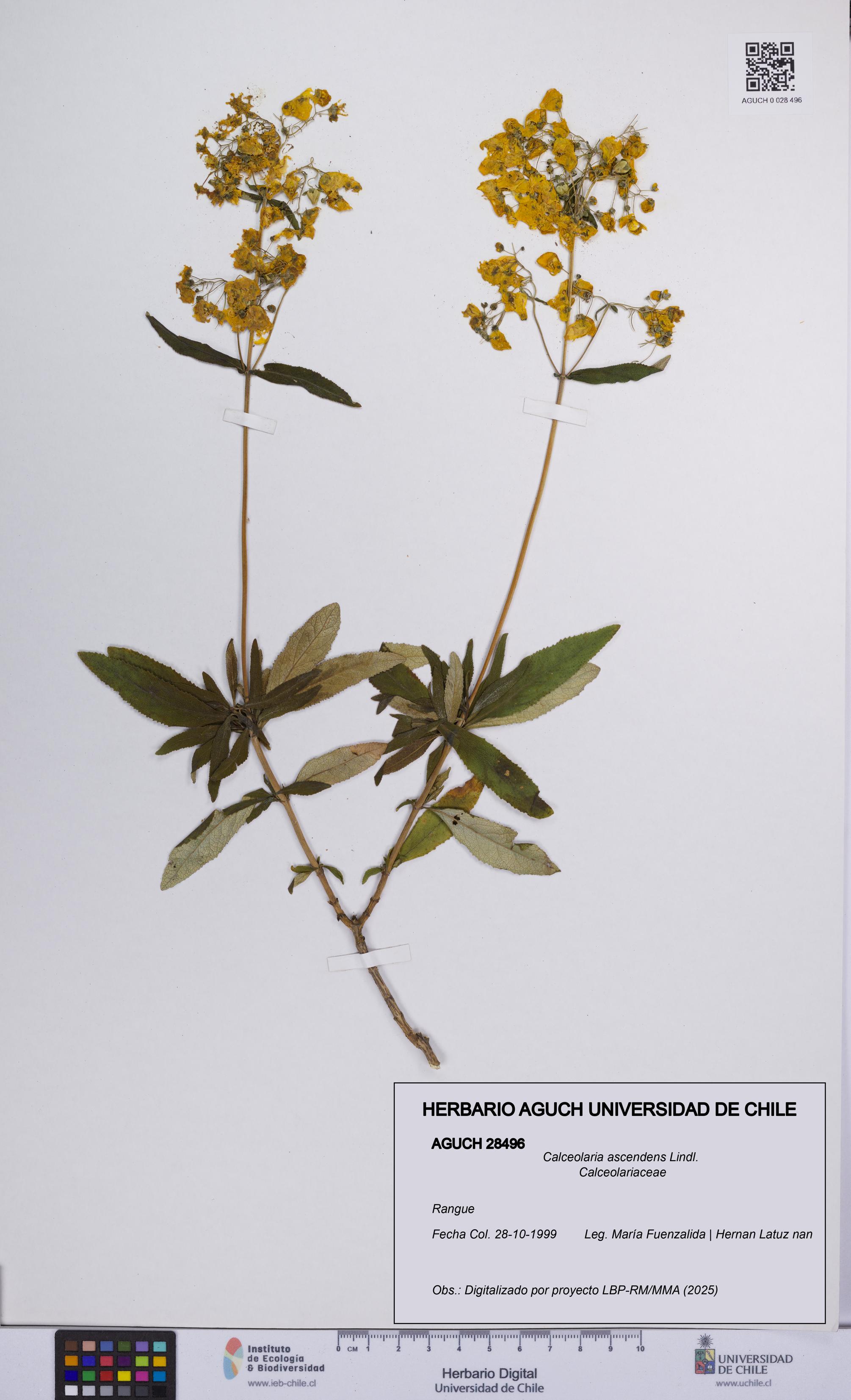 Calceolaria ascendens [Espécimen: UCH:AGUCH:0028496]