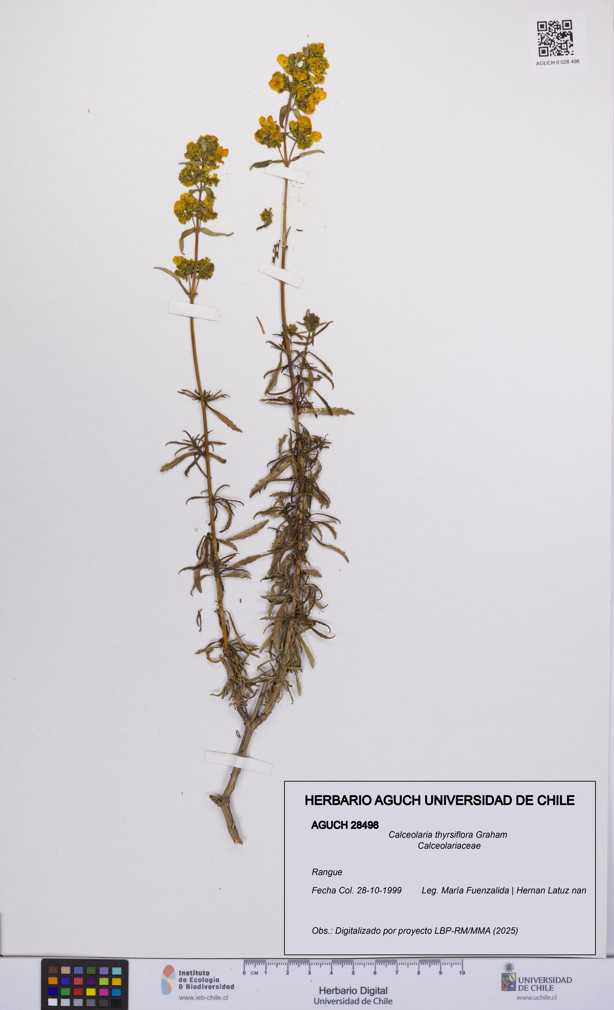 Calceolaria thyrsiflora [Espécimen: UCH:AGUCH:0028498]