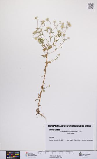 Chaetanthera ramosissima [Espécimen: UCH:AGUCH:0028505]