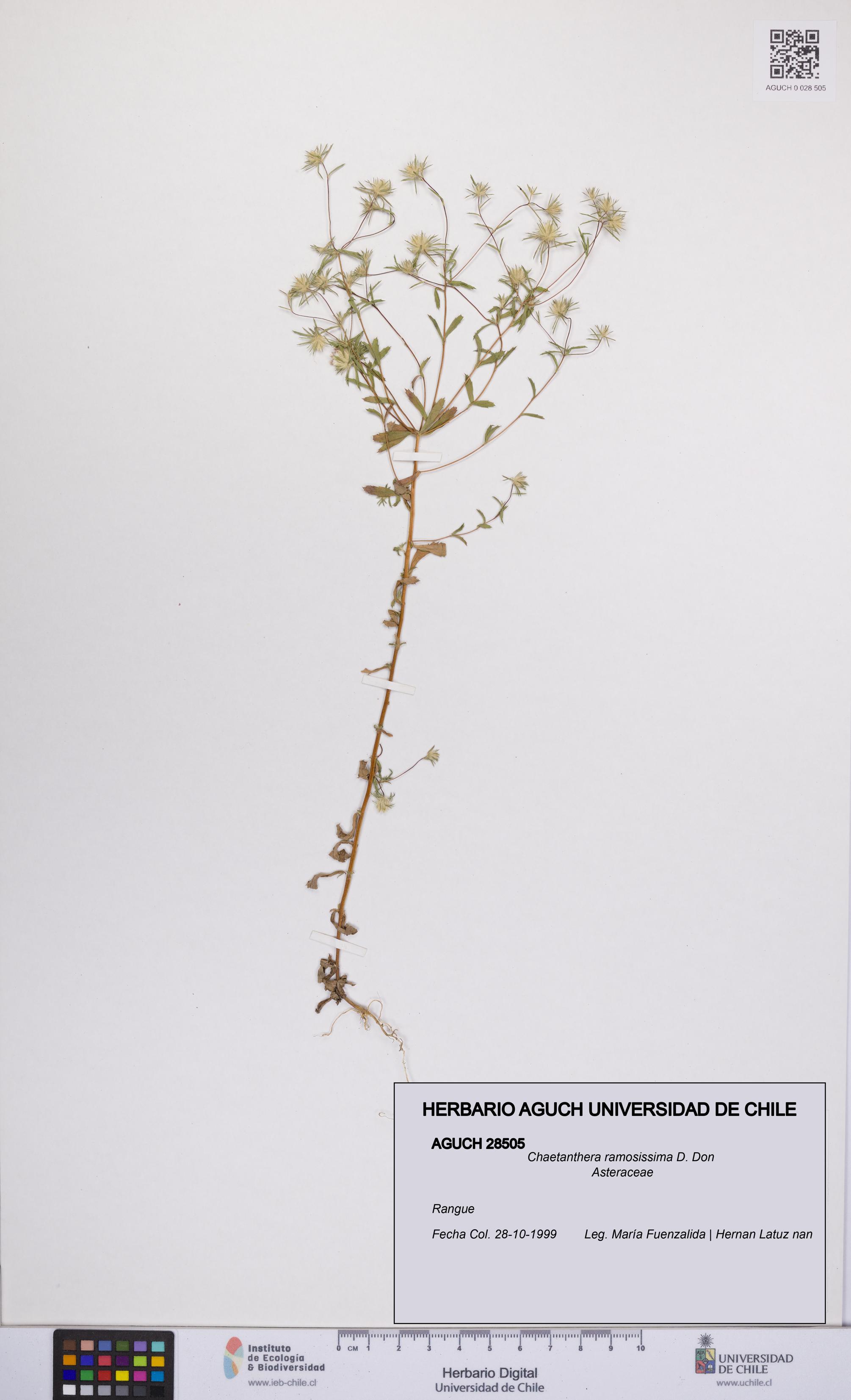 Chaetanthera ramosissima [Espécimen: UCH:AGUCH:0028505]