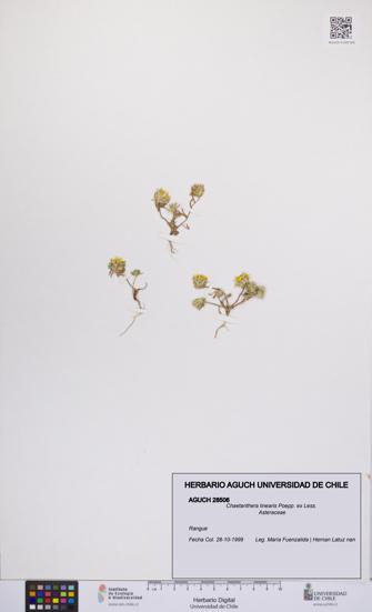 Chaetanthera linearis [Espécimen: UCH:AGUCH:0028506]
