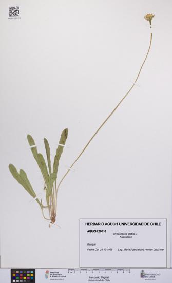 Hypochaeris glabra [Espécimen: UCH:AGUCH:0028516]