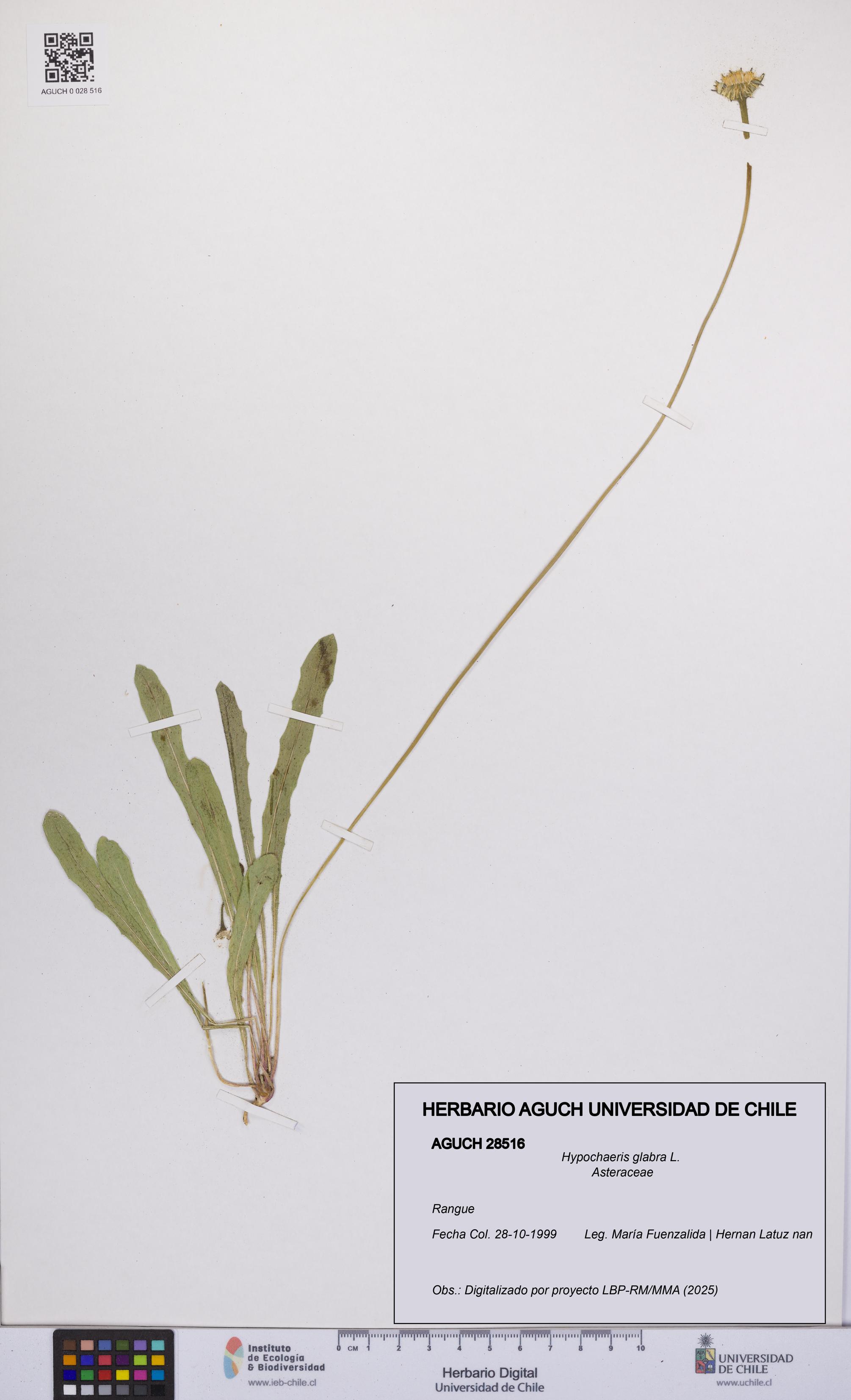 Hypochaeris glabra [Espécimen: UCH:AGUCH:0028516]
