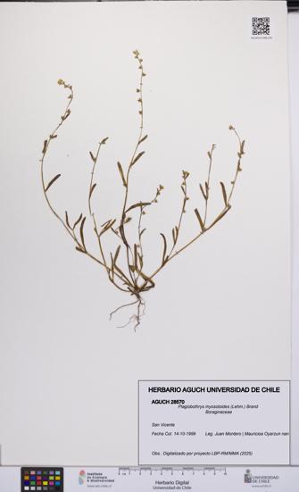 Plagiobothrys myosotoides [Espécimen: UCH:AGUCH:0028570]