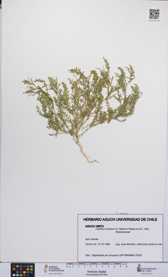 Lepidium strictum [Espécimen: UCH:AGUCH:0028573]
