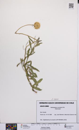 Haplopappus uncinatus [Espécimen: UCH:AGUCH:0028585]