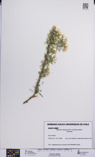 Adesmia colinensis [Espécimen: UCH:AGUCH:0028587]