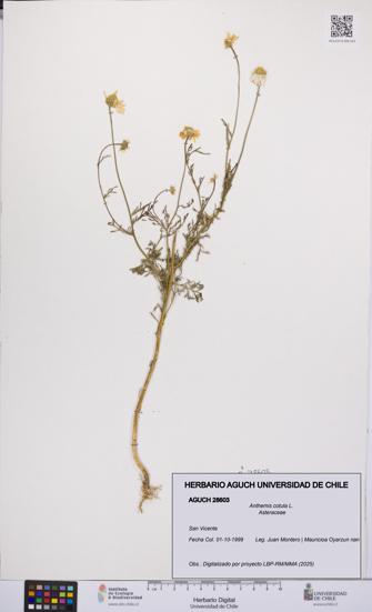 Anthemis cotula [Espécimen: UCH:AGUCH:0028603]