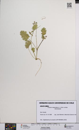 Erodium malacoides [Espécimen: UCH:AGUCH:0028604]