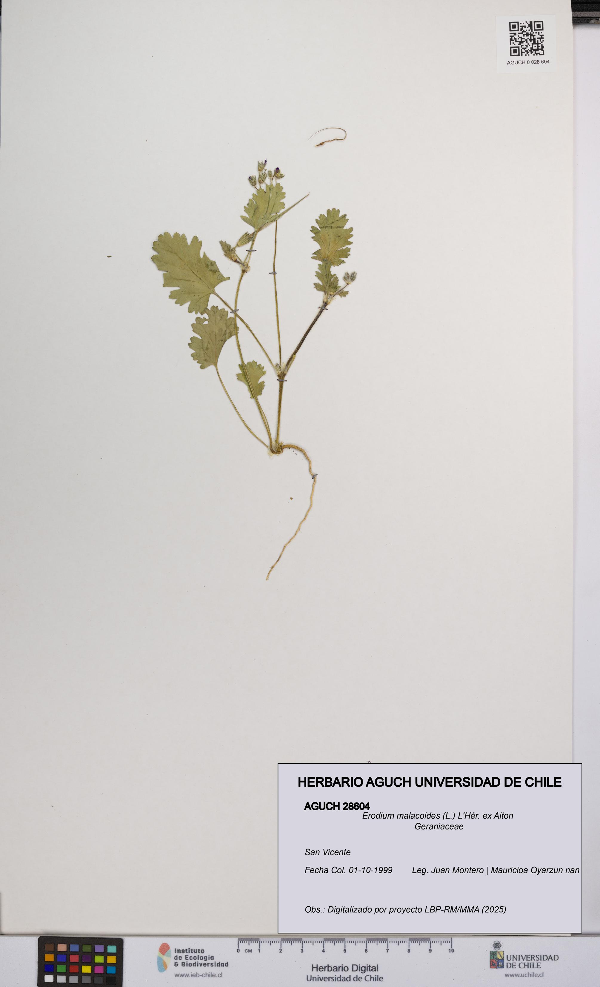 Erodium malacoides [Espécimen: UCH:AGUCH:0028604]