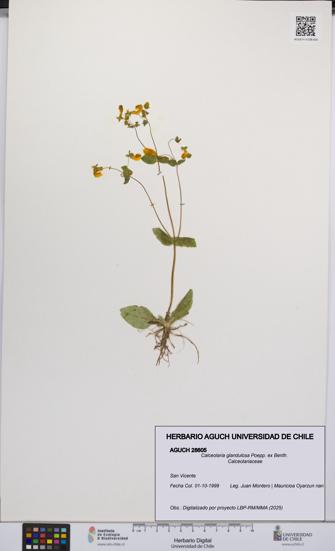 Calceolaria glandulosa [Espécimen: UCH:AGUCH:0028605]