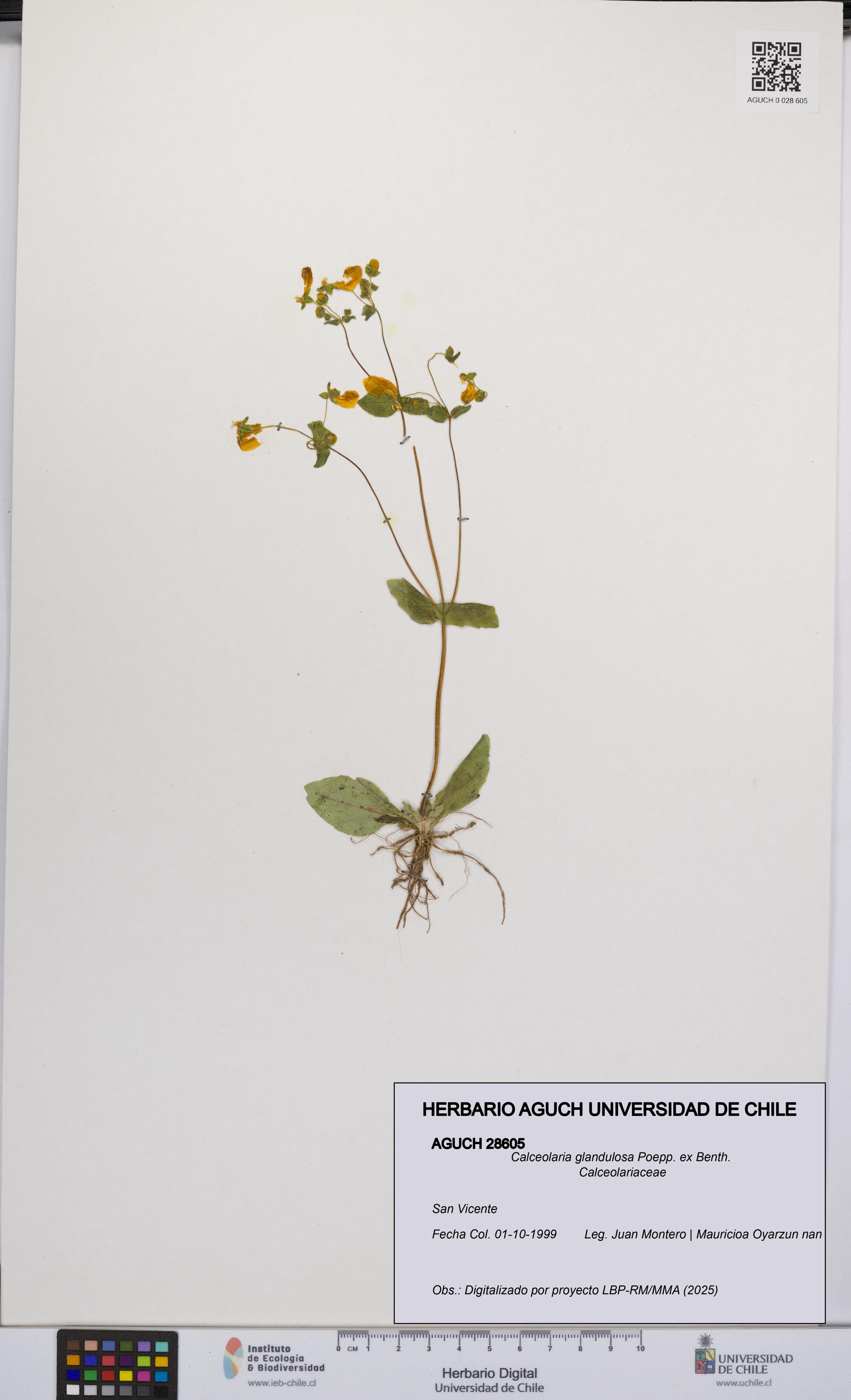Calceolaria glandulosa [Espécimen: UCH:AGUCH:0028605]