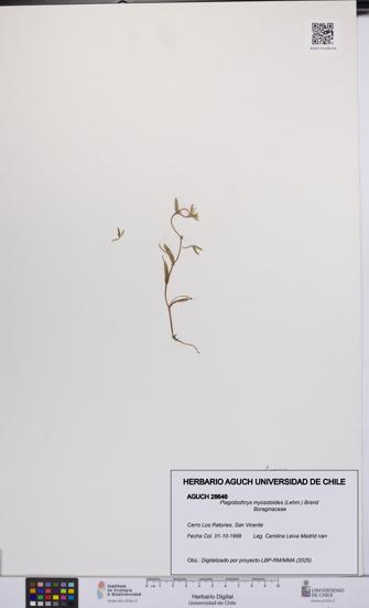 Plagiobothrys myosotoides [Espécimen: UCH:AGUCH:0028646]