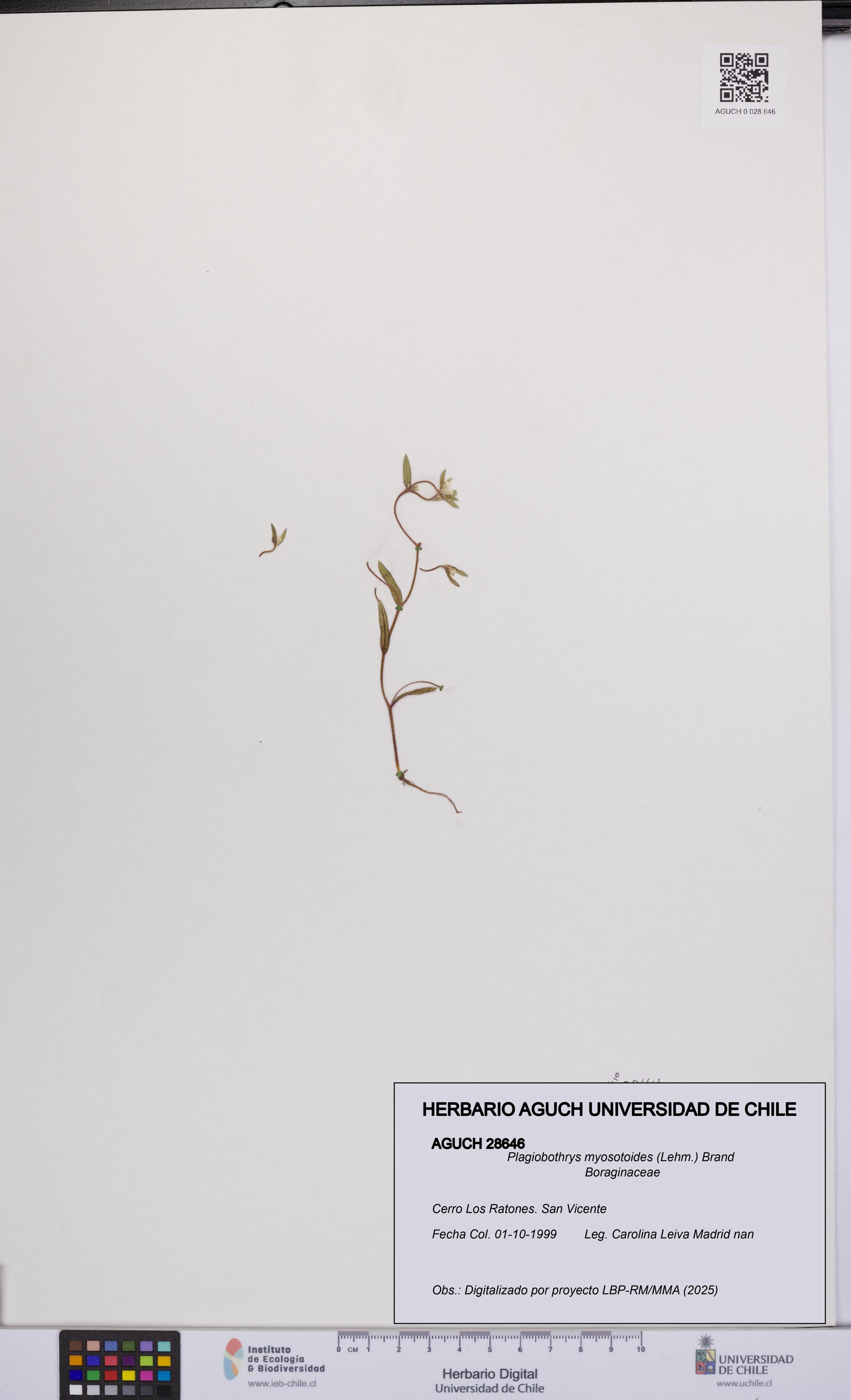 Plagiobothrys myosotoides [Espécimen: UCH:AGUCH:0028646]