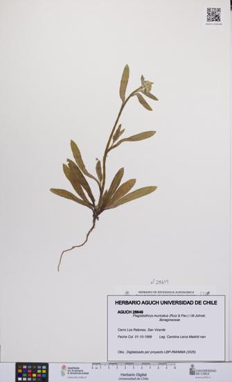 Plagiobothrys muricatus [Espécimen: ]