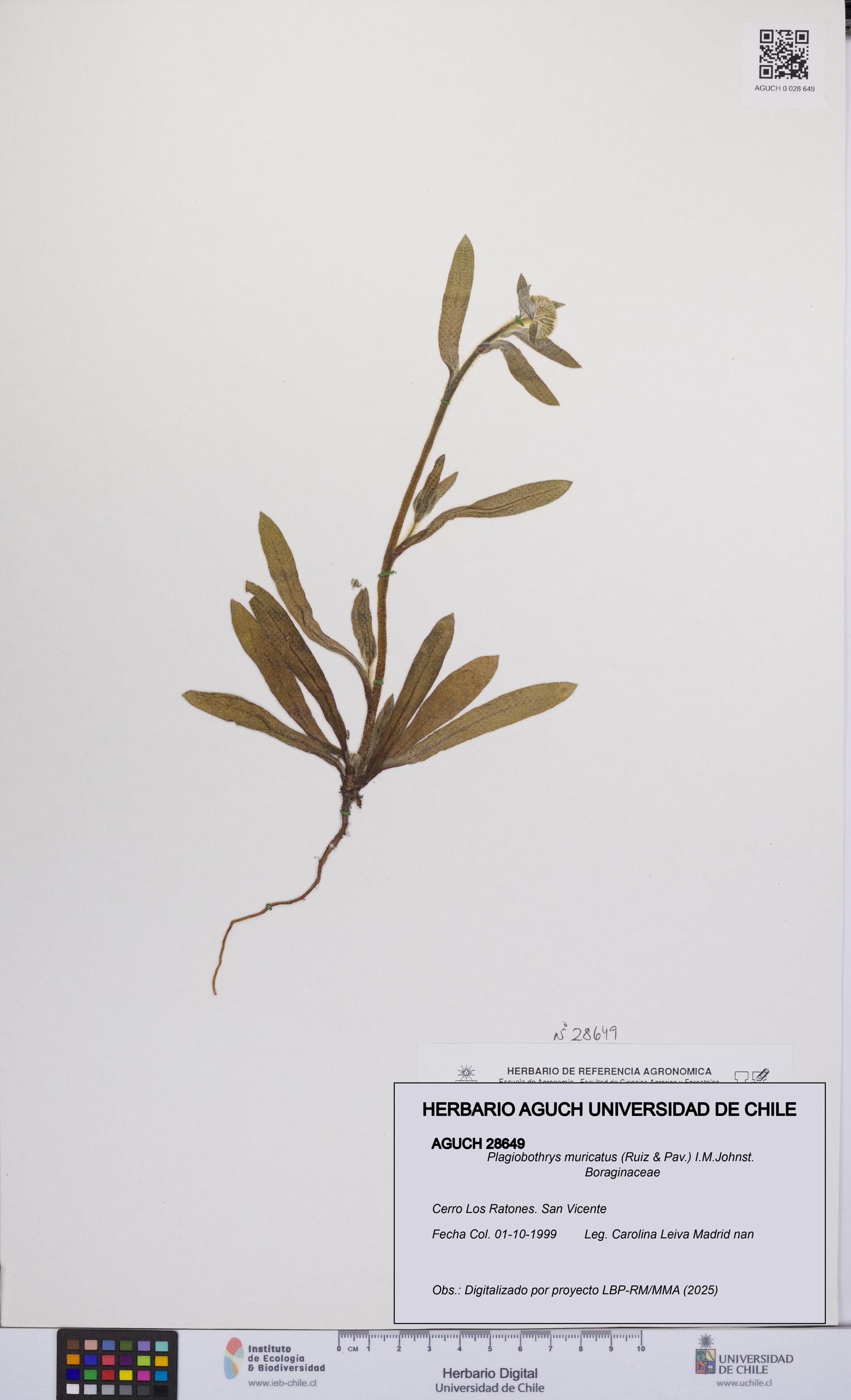 Plagiobothrys muricatus [Espécimen: ]