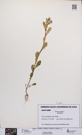 Senecio vulgaris [Espécimen: UCH:AGUCH:0028659]