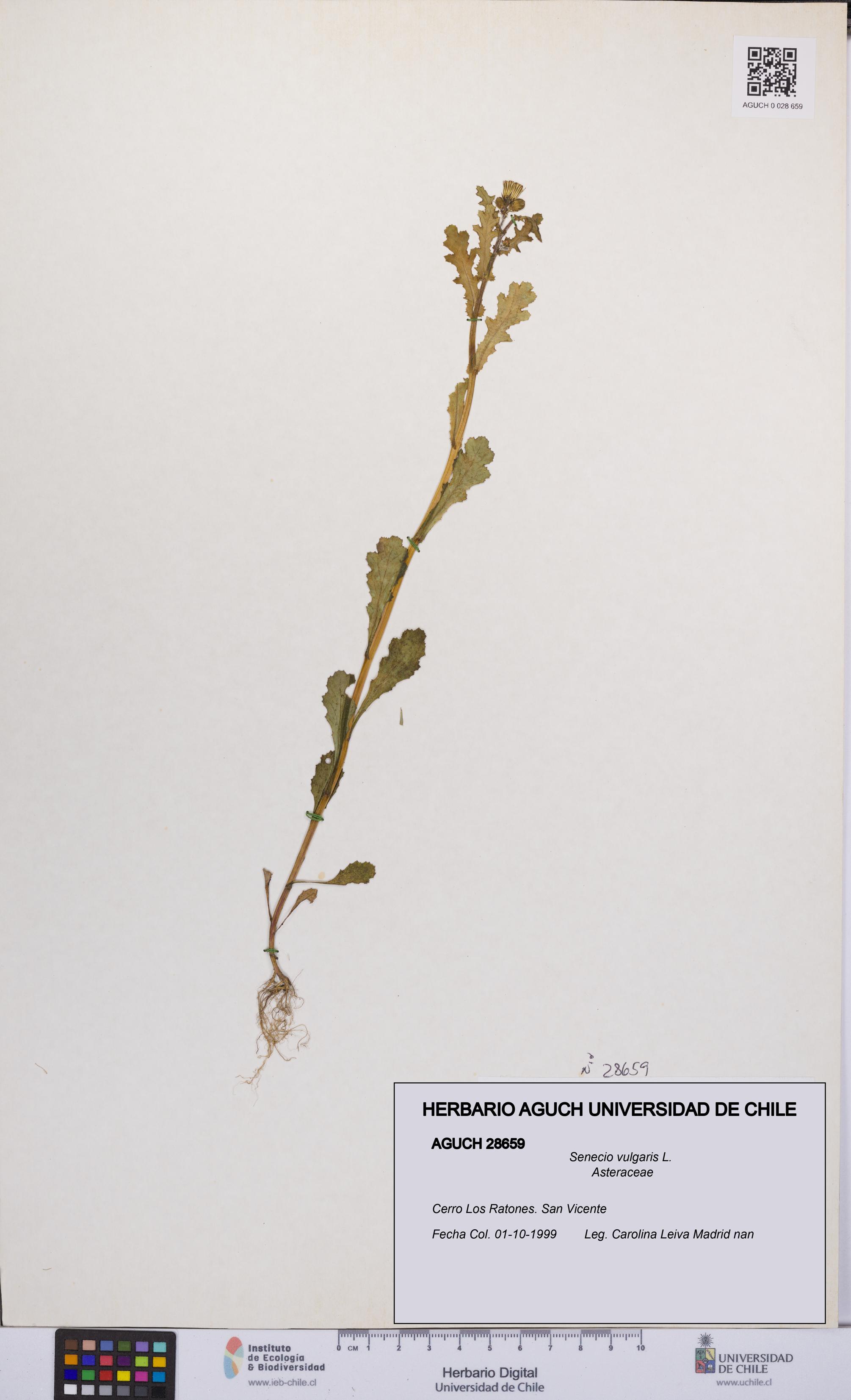 Senecio vulgaris [Espécimen: UCH:AGUCH:0028659]