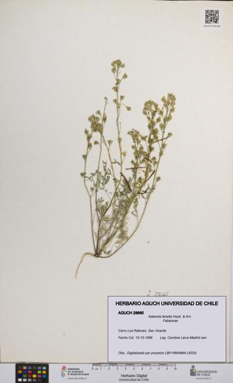 Adesmia tenella [Espécimen: UCH:AGUCH:0028665]