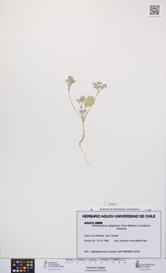 Homalocarpus nigripetalus [Espécimen: UCH:AGUCH:0028669]