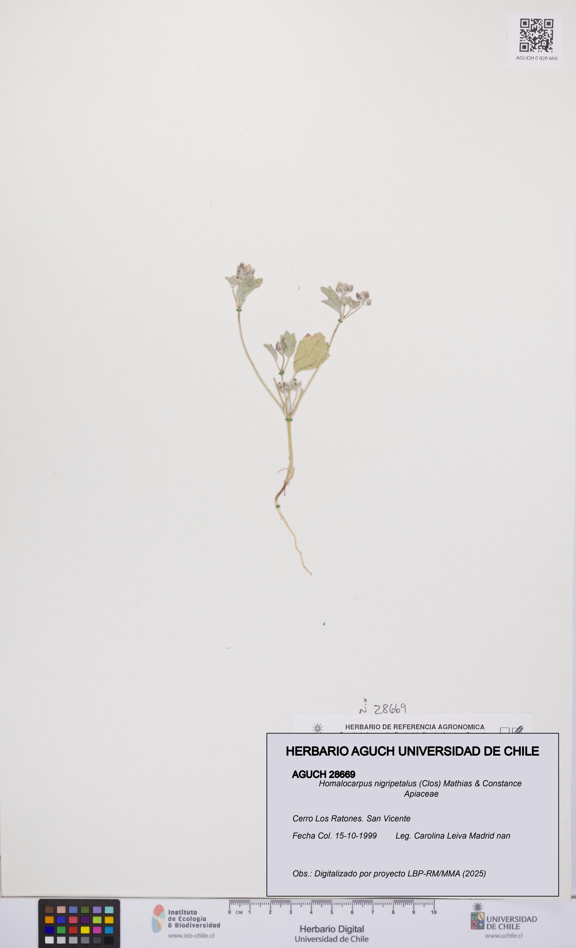 Homalocarpus nigripetalus [Espécimen: UCH:AGUCH:0028669]