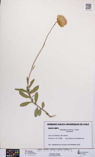 Haplopappus velutinus [Espécimen: UCH:AGUCH:0028673]