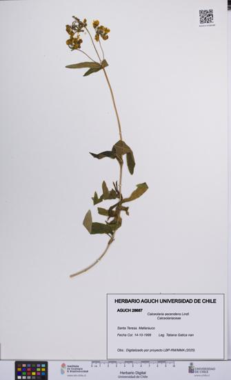 Calceolaria ascendens [Espécimen: UCH:AGUCH:0028687]