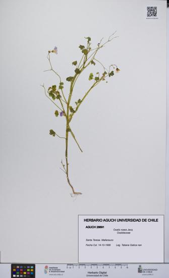 Oxalis rosea [Espécimen: UCH:AGUCH:0028691]