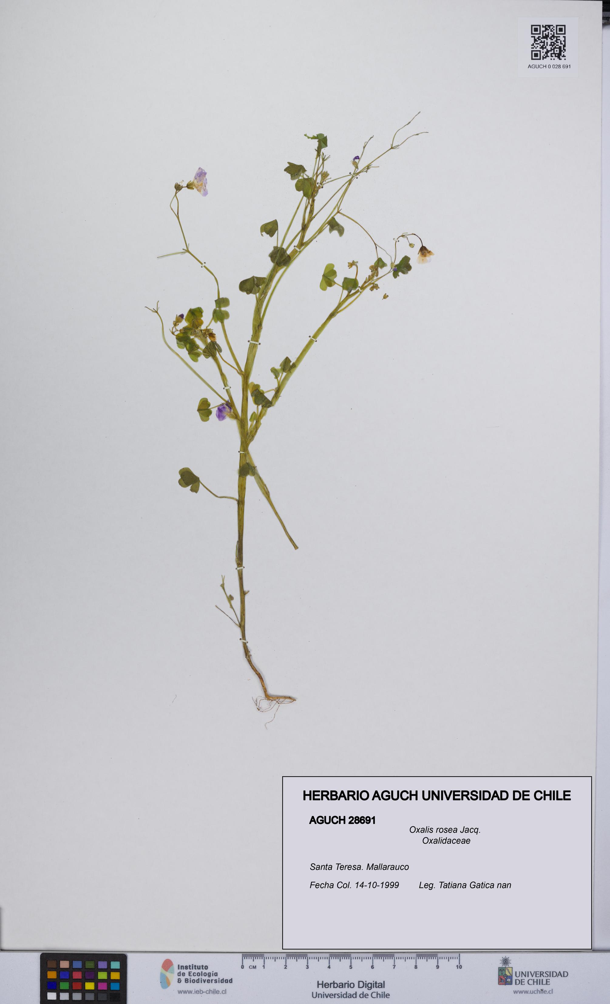 Oxalis rosea [Espécimen: UCH:AGUCH:0028691]