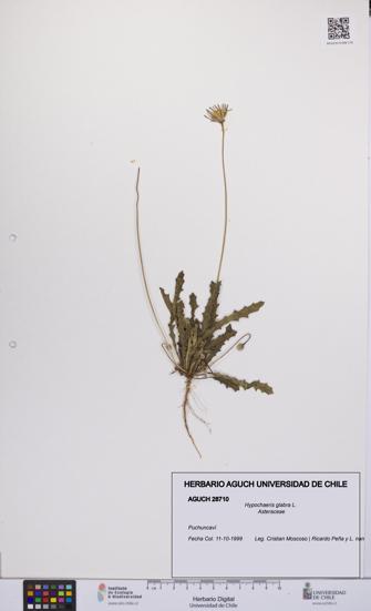 Hypochaeris glabra [Espécimen: UCH:AGUCH:0028710]