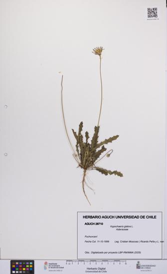 Hypochaeris glabra [Espécimen: UCH:AGUCH:0028710]