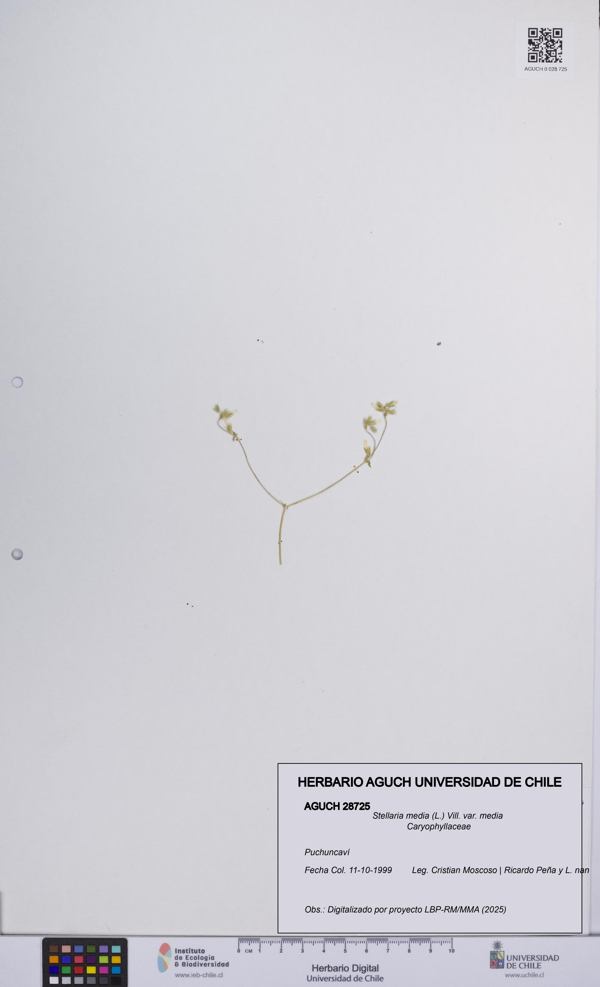 Stellaria media var. media [Espécimen: ]