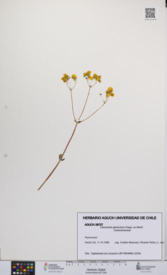 Calceolaria glandulosa [Espécimen: UCH:AGUCH:0028727]