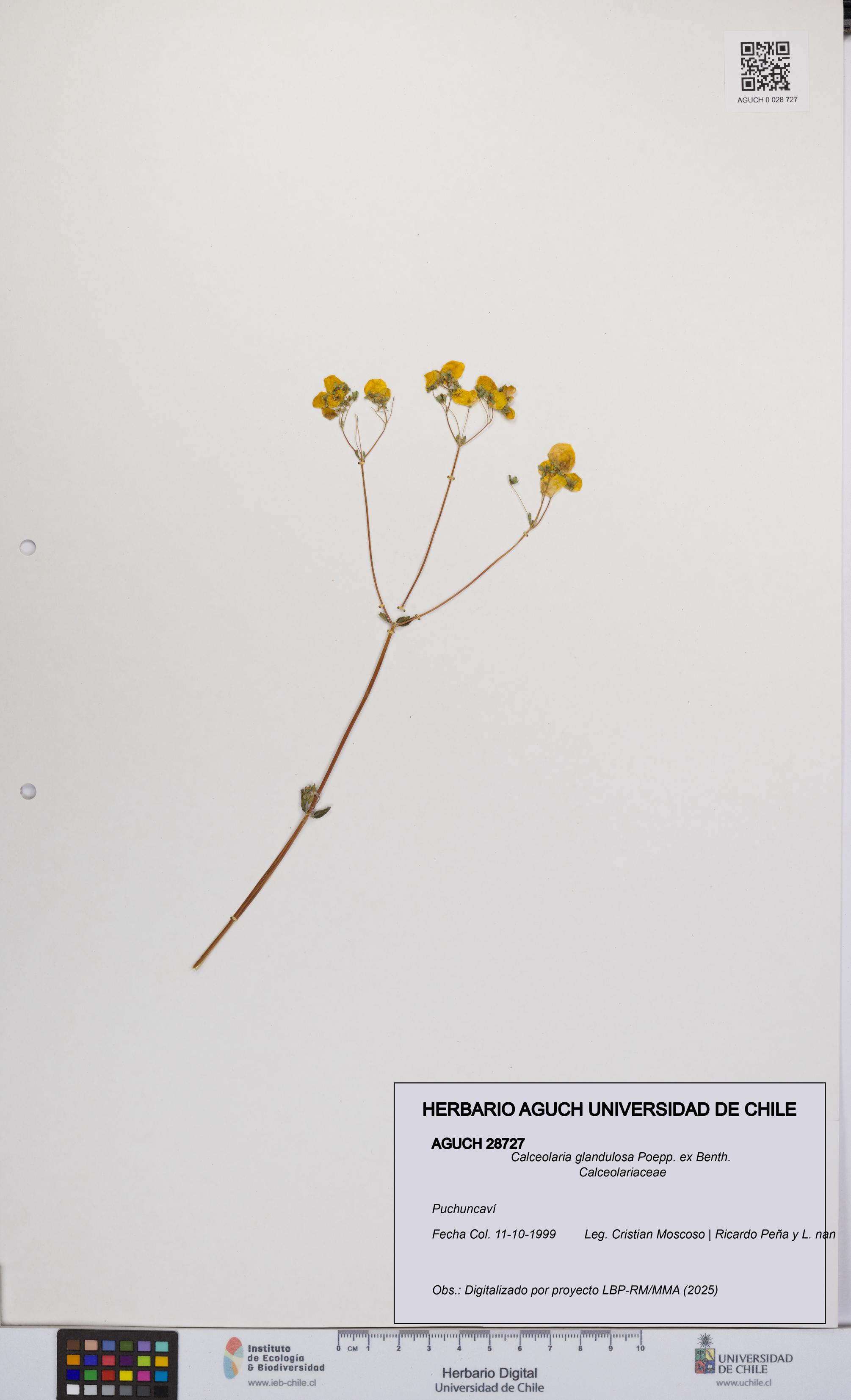 Calceolaria glandulosa [Espécimen: UCH:AGUCH:0028727]