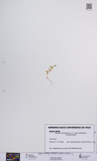 Polycarpon tetraphyllum subsp. tetraphyllum [Espécimen: ]