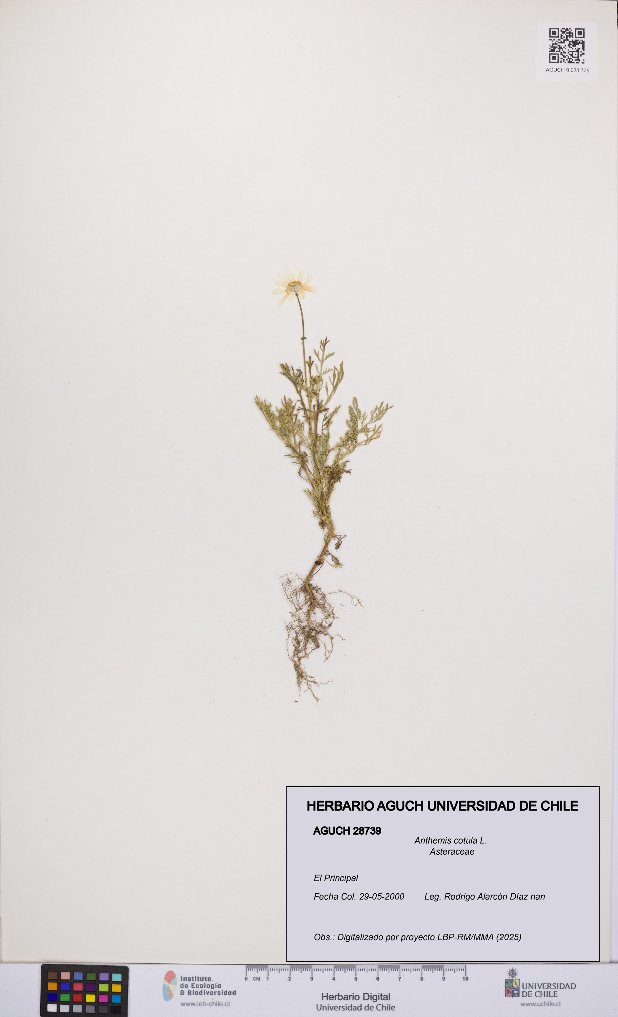 Anthemis cotula [Espécimen: UCH:AGUCH:0028739]