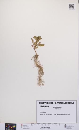 Senecio vulgaris [Espécimen: UCH:AGUCH:0028743]