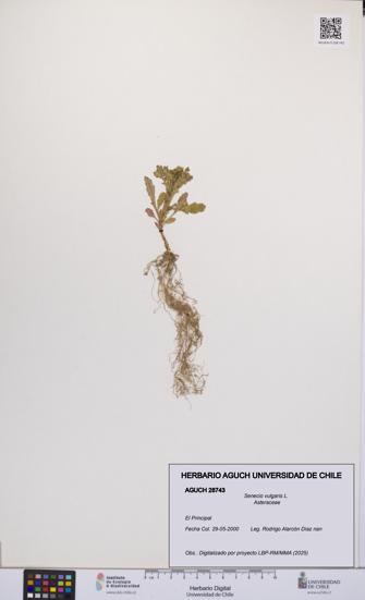 Senecio vulgaris [Espécimen: UCH:AGUCH:0028743]