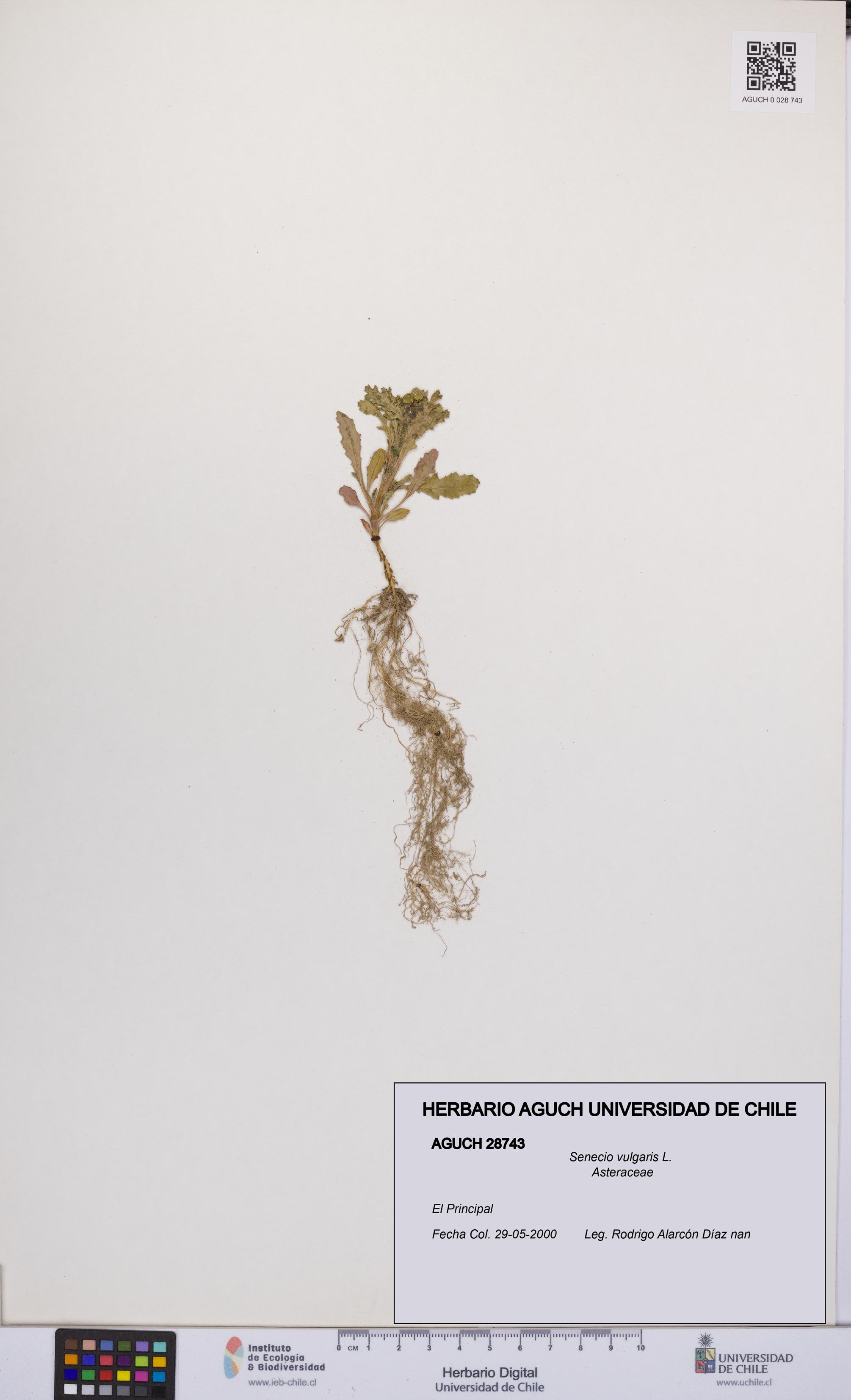 Senecio vulgaris [Espécimen: UCH:AGUCH:0028743]