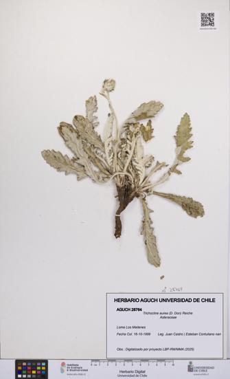 Trichocline aurea [Espécimen: UCH:AGUCH:0028764]