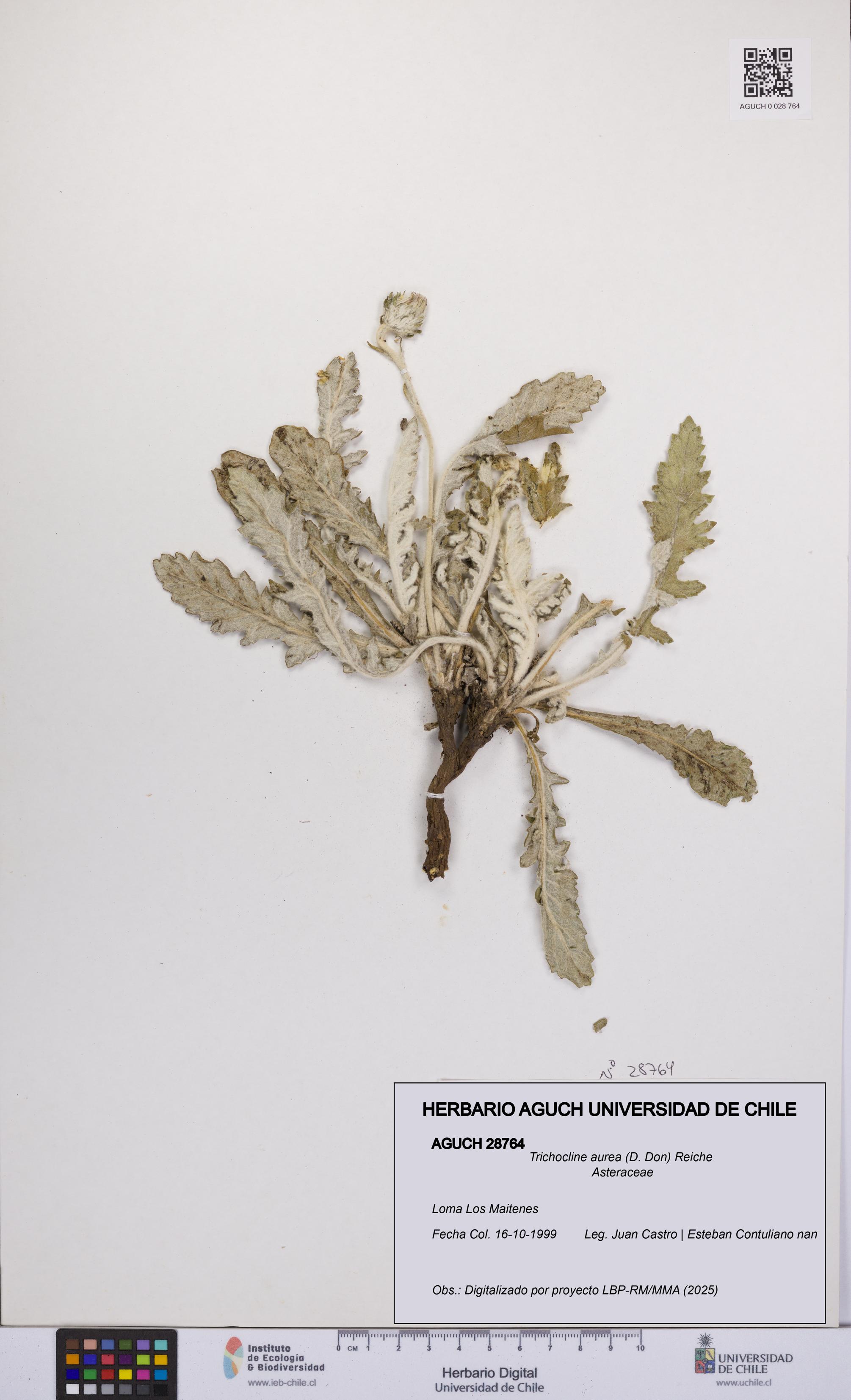 Trichocline aurea [Espécimen: UCH:AGUCH:0028764]