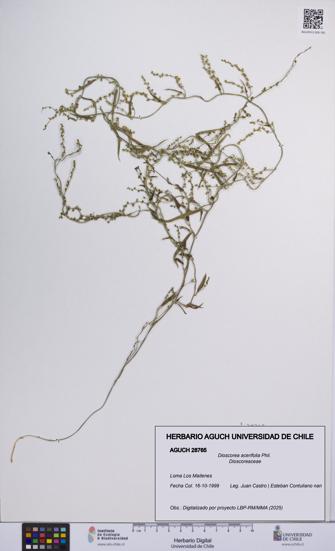 Dioscorea acerifolia [Espécimen: UCH:AGUCH:0028765]