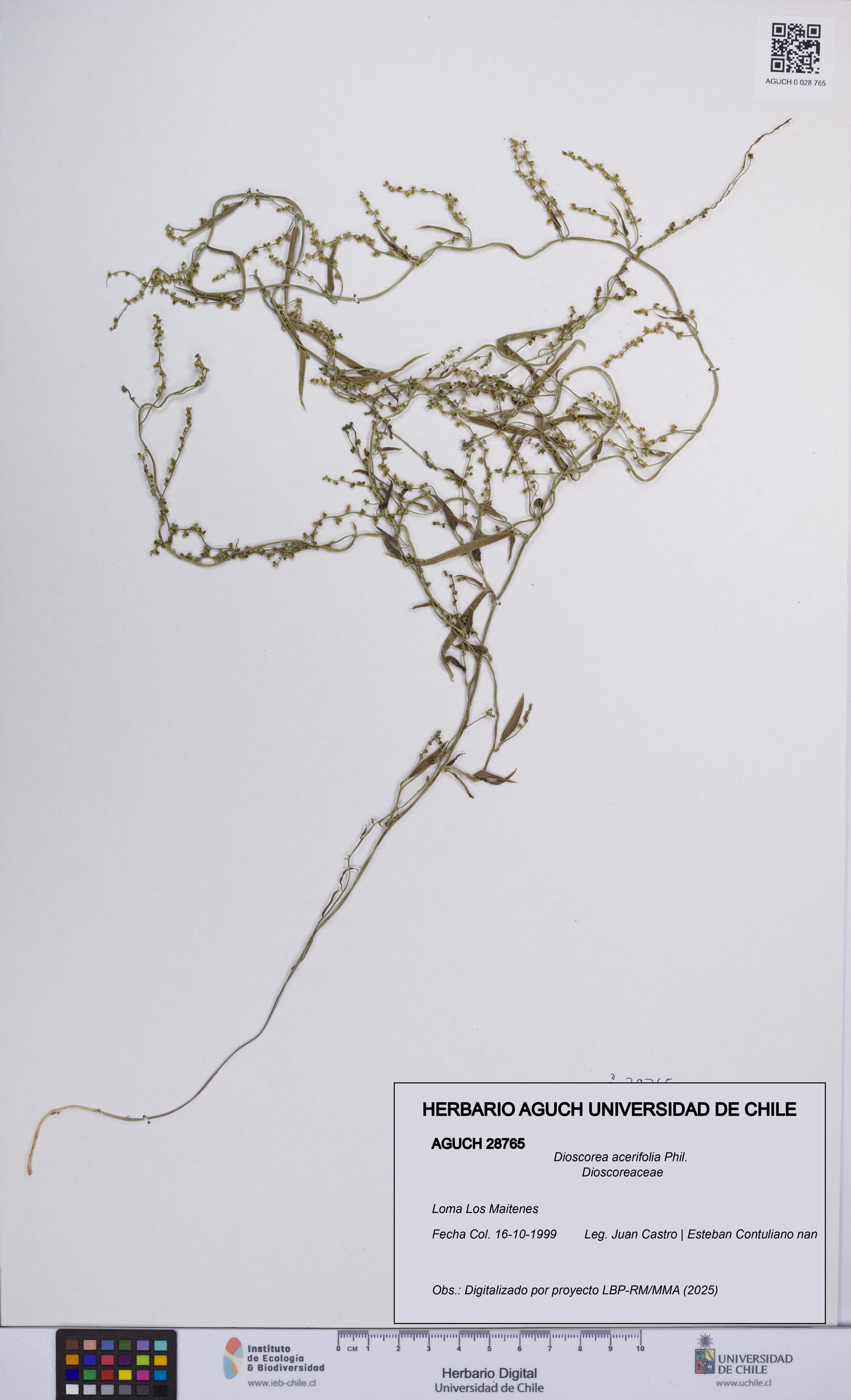 Dioscorea acerifolia [Espécimen: UCH:AGUCH:0028765]