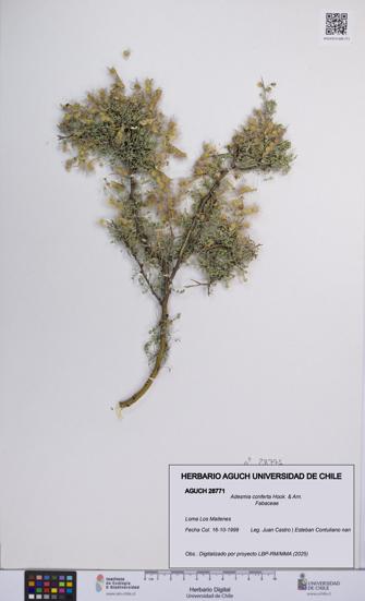 Adesmia conferta [Espécimen: UCH:AGUCH:0028771]