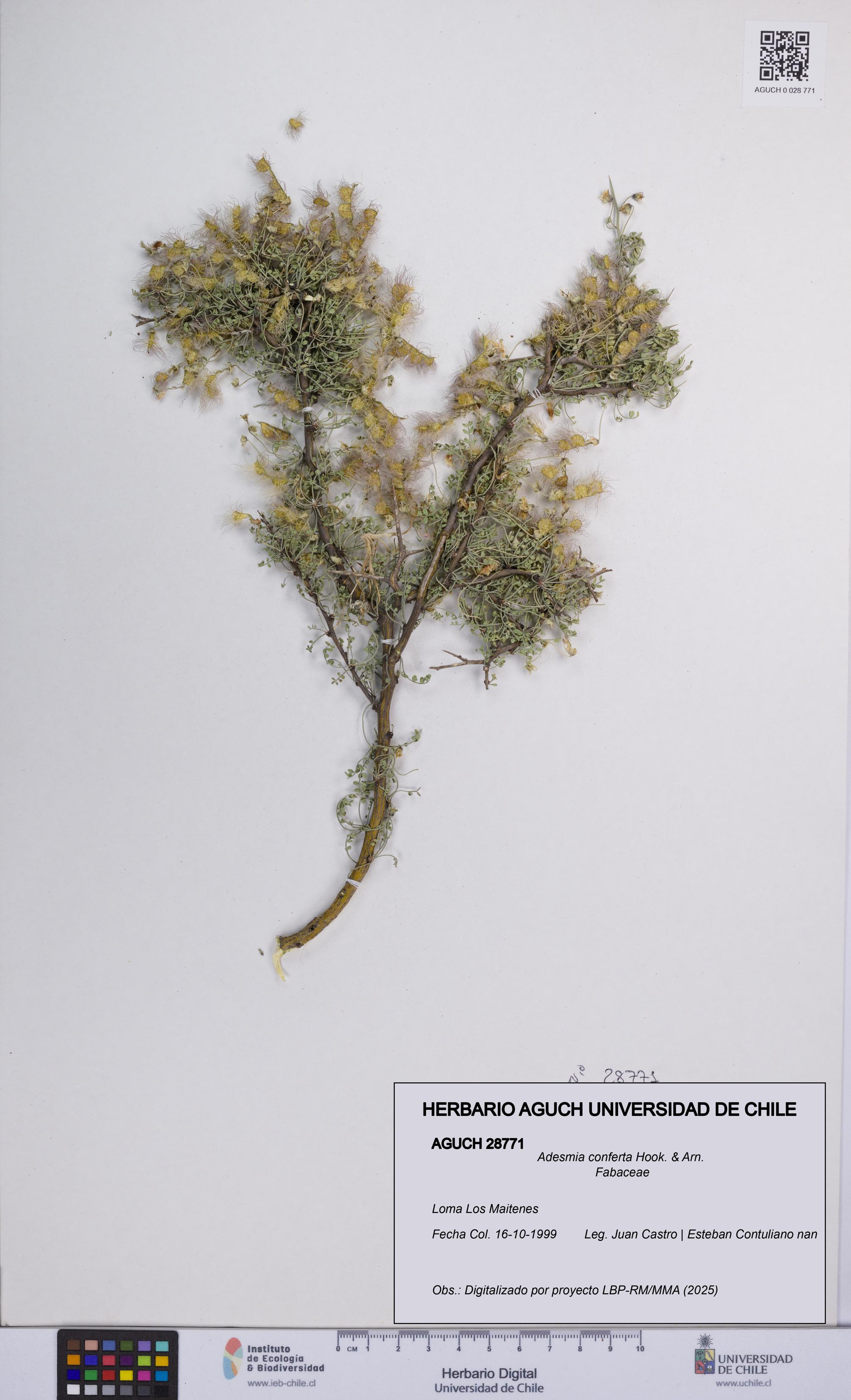 Adesmia conferta [Espécimen: UCH:AGUCH:0028771]