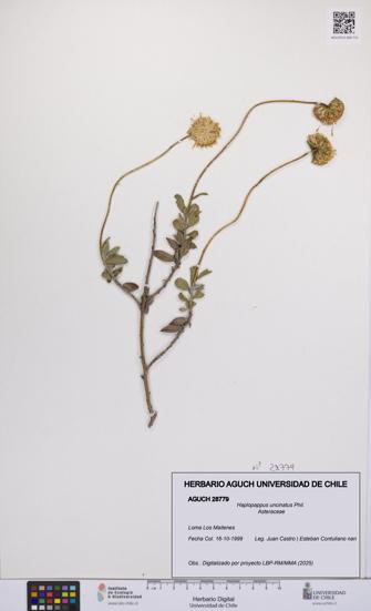 Haplopappus uncinatus [Espécimen: UCH:AGUCH:0028779]
