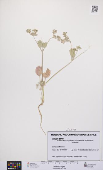 Homalocarpus nigripetalus [Espécimen: UCH:AGUCH:0028790]